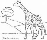 Gambar Mewarnai Jerapah Hewan Sketsa Untuk Diwarnai Anak Contoh Template Dari Coloring Dinosaurus Disimpan Animals sketch template