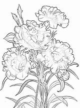 Carnation Flower Coloring Pages Drawing Getcolorings Getdrawings Color Col Forever sketch template