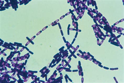 send secret messages hidden   dna  bacterial spores  scientist