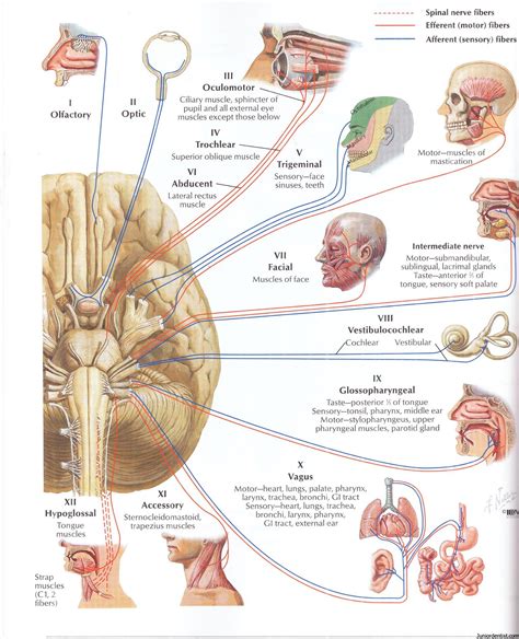 description    cranial nerves