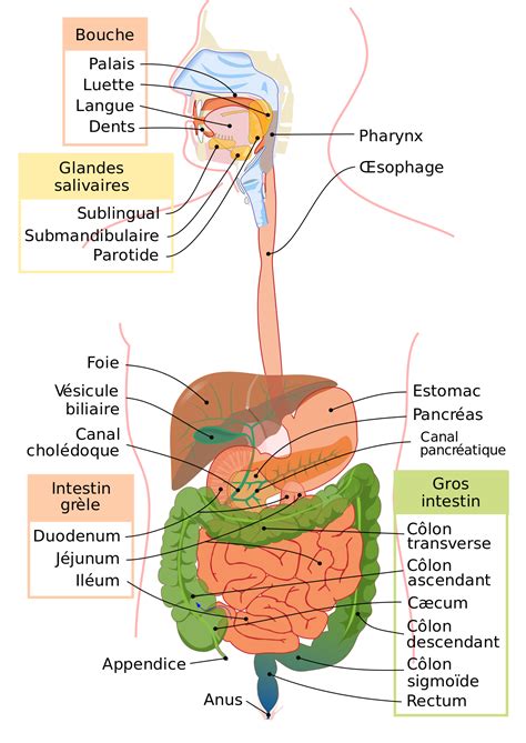 foie wikipedia digestive system anatomy human digestive system