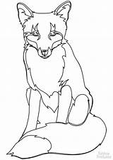 Fox Colorare Fuchs Volpe Disegno Foxes Rossa Disegnare sketch template
