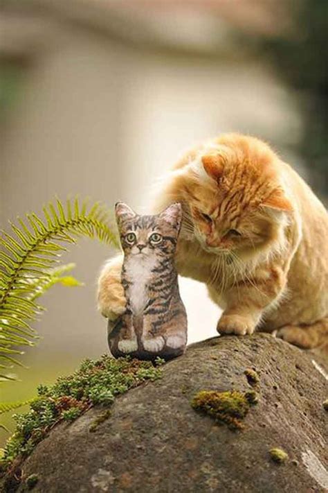 Ternura Y Amor En Estas Imagenes De Lindos Gatitos Para El