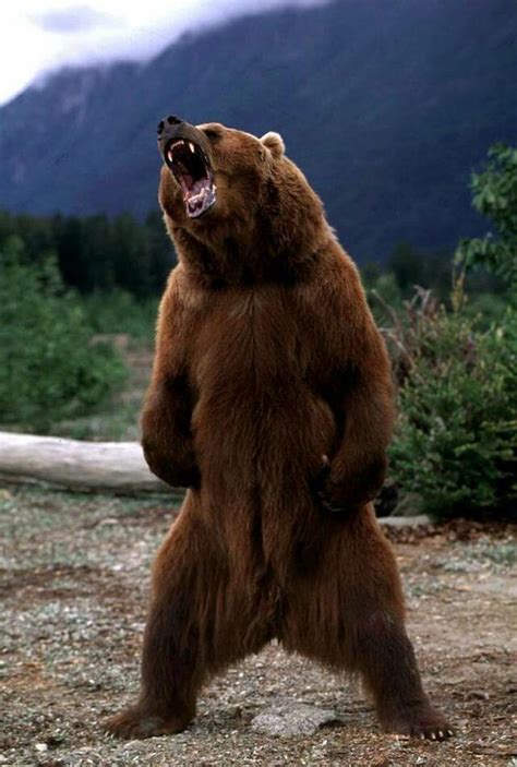 chrionex kodiak bear grizzly bear bear