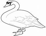 Swan Pages Mute Coloring Printable Categories sketch template