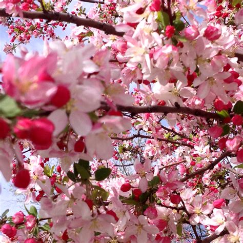 blooming pink blossoms   plum tree nature photograph