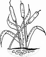 Coloring Cattail Getcolorings Cattails sketch template