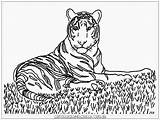 Coloring Harimau Mewarnai Tiger Getcolorings Semua sketch template
