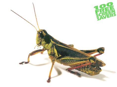 grasshopper  wallpapers