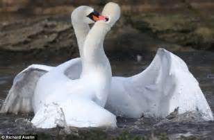 Wind Your Neck In Male Swans Become Entangled During