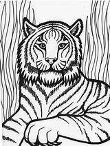 Tiger Coloring Siberian Getcolorings Pages sketch template