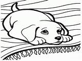 Coloring Pages Dachshund Template sketch template