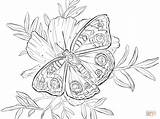 Coloring Butterfly Pages Buckeye Flower Printable Supercoloring Drawing Pdf A4 Printables sketch template