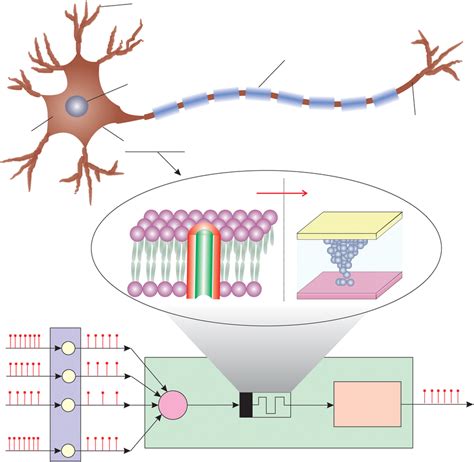 artificial neuron based   hfo  memristor schematic