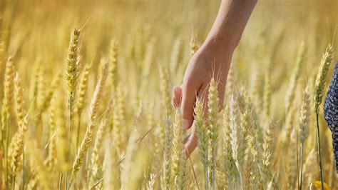 Woman Wheat Field Woman Hand Touching Barley Stock Footage Sbv