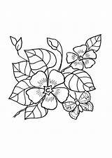 Blomster Fargelegge Fargelegg Fargelegging Tegninger Veilchen Malvorlagen Fur sketch template