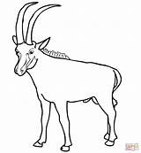 Coloring Pages Sable Antelope Springbok Animals Printable Drawing Baboon Butterfly sketch template