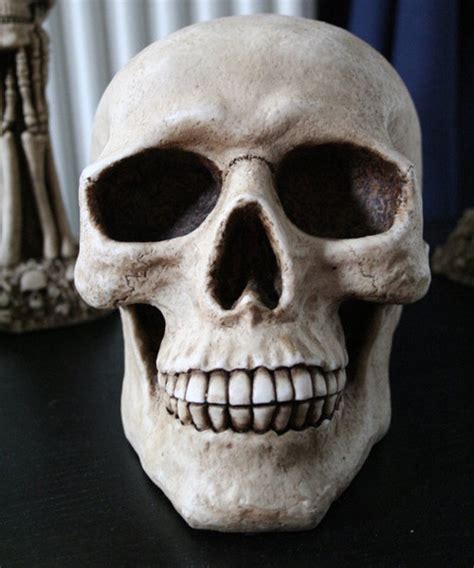 30 unbelievable pictures of skulls creativefan