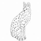 Serval Cat Deviantart Drawings Downloads sketch template