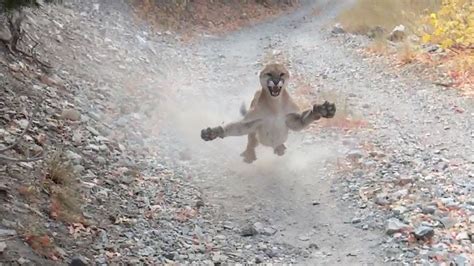 terrified utah hiker films cougar stalking him