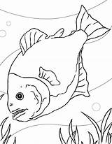 Piranha Peces Piranhas Pez Coloringbay Feo sketch template