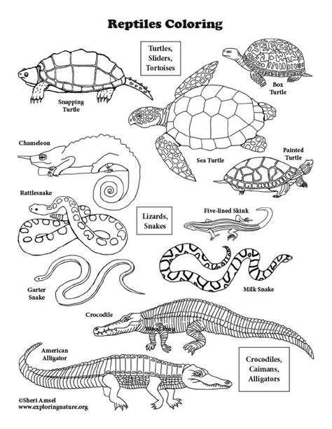 reptiles  north america coloring page