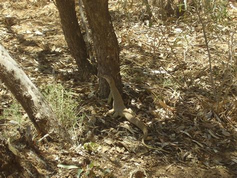 goanna hunting   feed   tree bookabee tours austral flickr