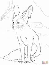Fennec Fox Coloring Pages Drawing Wolf Baby Color Toddlers Getdrawings Printable Template Sketch sketch template