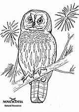 Coloring Owl Barred Birds Vogels Large Vogel Fun Kids Pages Votes Kleurplaatjes Edupics sketch template