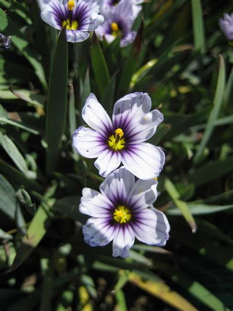 Sisyrinchium Bellum Nanum Dwarf Californian Blue Eyed