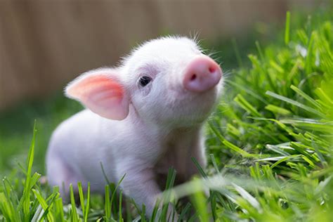 piggy sue edgars mission farm sanctuary