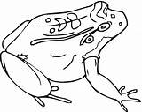 Toad Frog sketch template