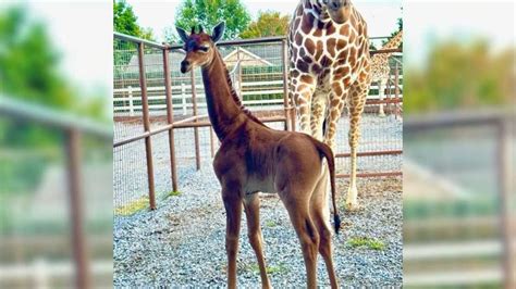 rare baby giraffe  born  spots  tennessee zoo