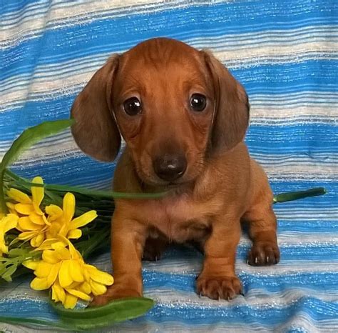 miniature dachshund puppies  sale canton
