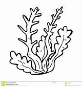 Coloring Seaweed Plants Sea Ocean Pages Cartoon Clip Coral Algae Clipart Drawing Grass Outline Printable Print Kids Drawings Color Template sketch template