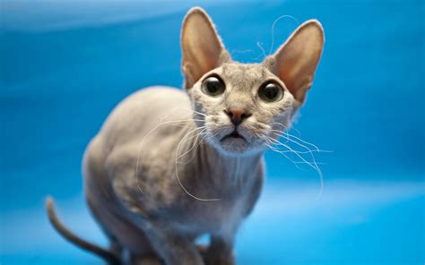 Sphynx Cats 101 Everything You Need To Know About The