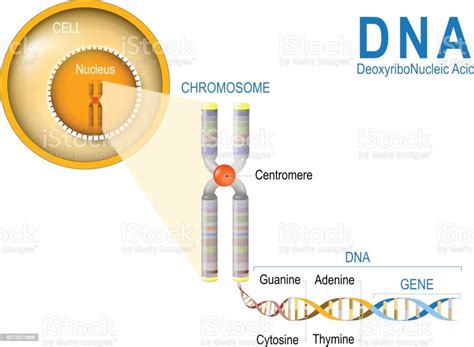 Ilustración De Célula Cromosoma Adn Y Genes Estructura De La Célula Y