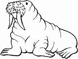 Walrus Coloring Pages Clipart Printable Clip Animals Kids Library Drawing Sea Animal Cliparts Arctic Drawings Print Gif Seals Walruses Bestcoloringpagesforkids sketch template