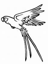 Parrot Flying Drawing Coloring Pages Getdrawings Cockatiel Macaw Pirate Color Paintingvalley Drawings sketch template