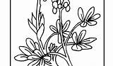 Bluebonnet Coloring Pages Drawing Flower Clipartmag Getcolorings Kids Bluebonnets sketch template