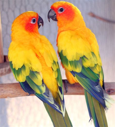 sun conure pictures  pin  pinterest pinsdaddy