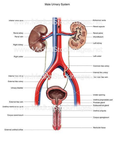 Male Urinary System Medical Stock Images Company