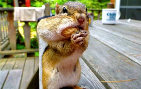 Greedy Chipmunk Bites Off More Than It Can Chew Metro News