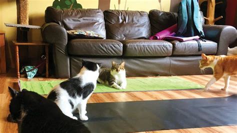 feeling purrfectly calm at cat yoga link crwd fr 2p6s cat
