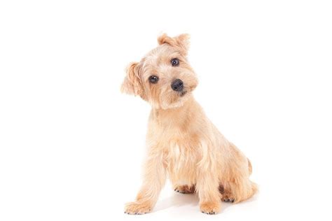norfolk terrier dog breed information atelier yuwaciaojp