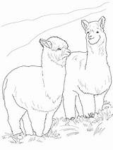 Alpaca Coloring Printable Alpacas Drawing Pages Llama Hairy Two Crafts Template Outline Supercoloring Baby Select Animals Nature Cute Getdrawings Category sketch template