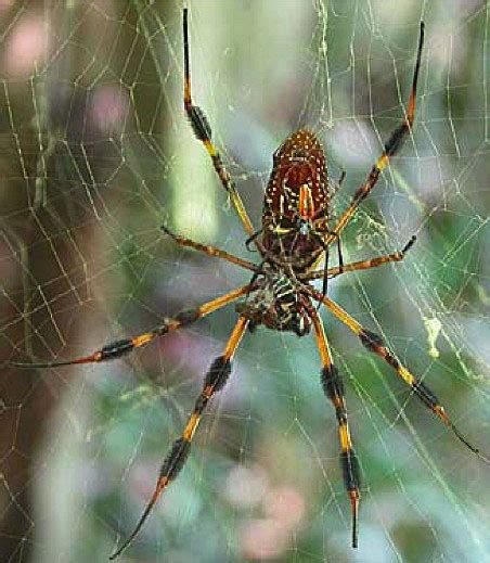 Sexual Paradox In Spiders