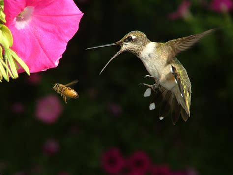 feed hummingbirds  garden  eaden