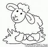 Owce Kozy Kolorowanki Słodka Lamb sketch template