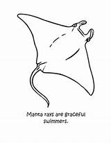 Manta Ray Coloring Pages Drawing Graceful Print Color Button Using Getcolorings Getdrawings Otherwise Grab Could Welcome Right Size sketch template